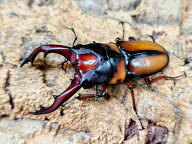 ミラビリスノコギリクワガタ成虫 タンザニア タンガ州Mt.ウサンバラ産 ペア