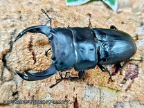 楽天市場】オオクワガタ ペア（種類（昆虫）クワガタ）の通販