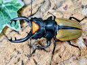 ラコダールツヤクワガタ成虫 インドネシア スマトラ島アチェ州ガヨルエス産 ペア