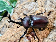カブトムシ(ヤマトカブト)成虫 茨城県 産 ペア