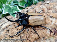 ゴホンヅノカブト成虫 タイ ドイサケット産 ペア