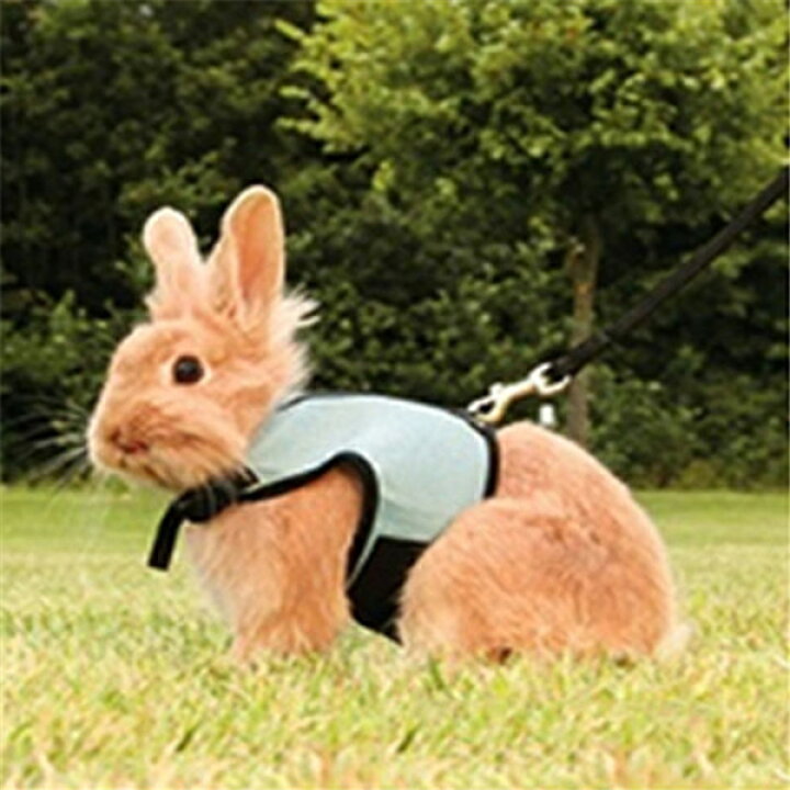 楽天市場 うさぎハーネスs Lサイズ 小動物用 お散歩 お出かけ用ハーネス ハギーバディーズ メール便送料無料 代引不可 ウサギ フェレット モルモット ハーネス ペット用品 うさんぽ Rcp ペット用品と輸入食品のイーコレ