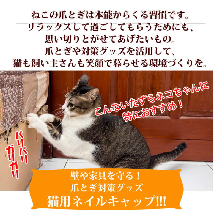 楽天市場 動画あり 猫用ソフトネイルキャップ ネイルカバー 個セット 専用接着剤 説明書付き Xs Lサイズ メール便送料無料 代引不可 猫 爪 キャップ ネイル 02p06aug16 Rcp ペット用品と輸入食品のイーコレ