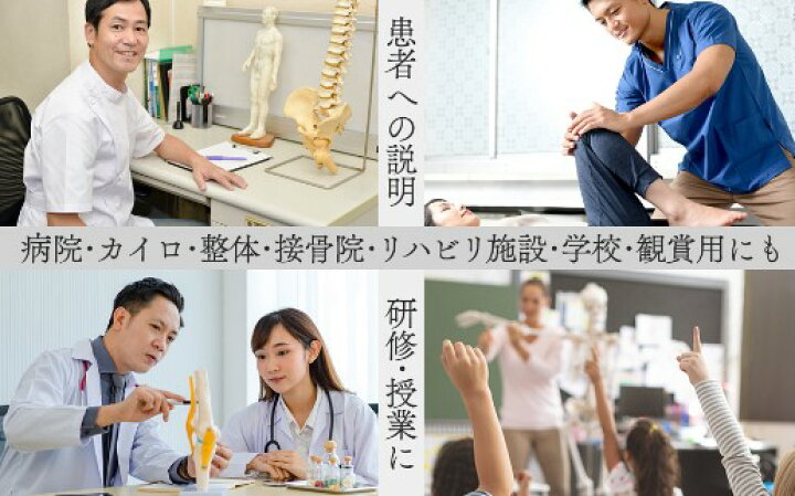 楽天市場】【国際規格認証品】等身大 人体模型 170cm 骨格標本 骸骨 