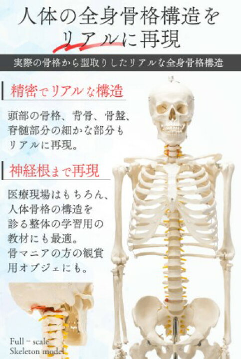 楽天市場】【国際規格認証品】等身大 人体模型 170cm 骨格標本 骸骨 