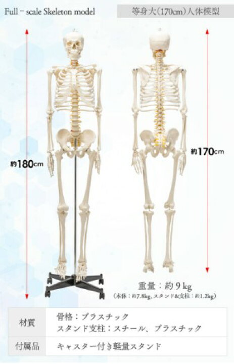 楽天市場】【国際規格認証品】等身大 人体模型 170cm 骨格標本 骸骨 