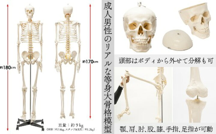 楽天市場】【国際規格認証品】等身大 人体模型 170cm 骨格標本 骸骨 
