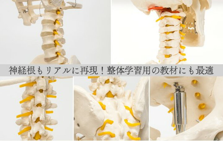 楽天市場】【国際規格認証品】等身大 人体模型 170cm 骨格標本 骸骨 