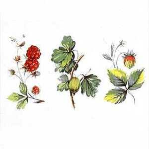 | G^fUC]ʎZbg (L) NOD4@ԁij 6×6cm@20s[X