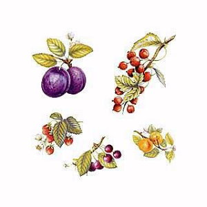 | G^fUC]ʎZbg (L) NOD18@ʎ 4.5×6.5cm@3.5×4.5cm@30s[X