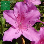 ヒラドツツジ　大紫　1本　植木 苗