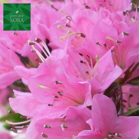 クルメツツジ(ピンク)　5本　植木 苗