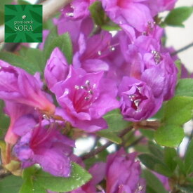 クルメツツジ(紫)　5本　植木 苗