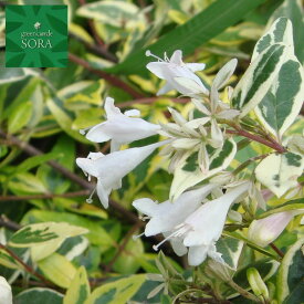 アベリア　ホープレイズ　5本　植木 苗