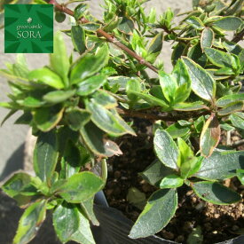 アベリア　グランディフローラ　サンシャインデイドリーム　10本　植木 苗