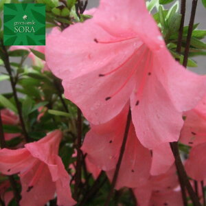 TcL@܍g 15cm|bg@10{@A c