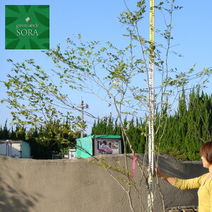 AIn_  H:2500mm@A c
