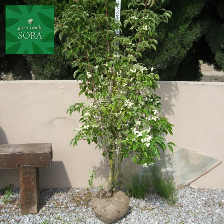 楽天市場 常緑ヤマボウシ 単木 樹高 H 2500mm 植木 苗 Sora
