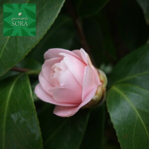 乙女 椿 盆栽 植木の通販 価格比較 価格 Com