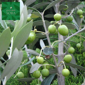 オリーブ 品種指定不可 樹高H:3000mm　植木 苗