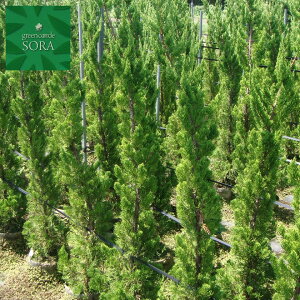 JCYJCuL@H:2000mm@A c