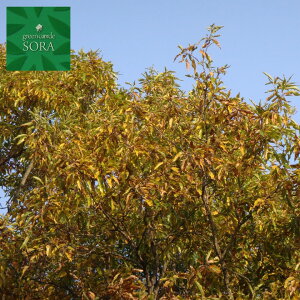 NkM@P؁@H:2500mm@A c