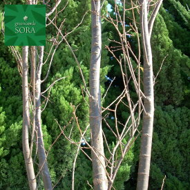 ケヤキ　単木　樹高　H:3000mm　植木 苗