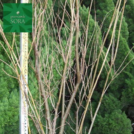 ケヤキ　単木　樹高　H:3500mm　植木 苗