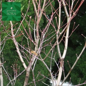 コハウチワカエデ 単木 樹高 H:3000mm　植木 苗