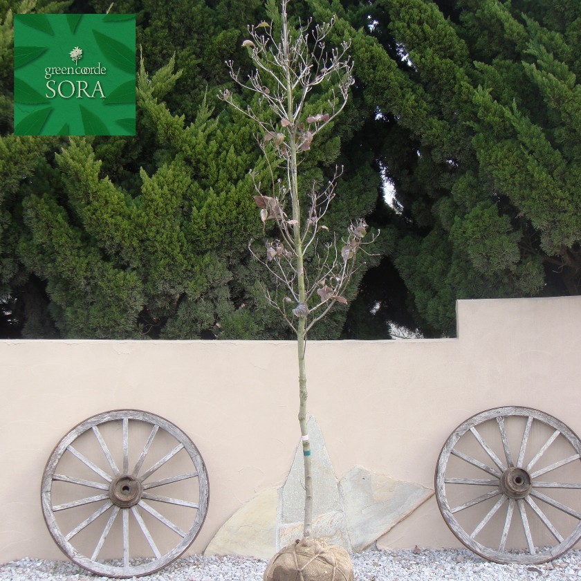 花水木　白　単木　樹高　H:2000mm　植木 苗 | SORA