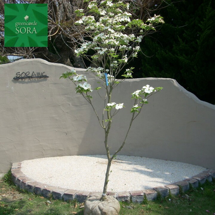 楽天市場 花水木 白 単木 樹高 H 2500mm 植木 苗 Sora