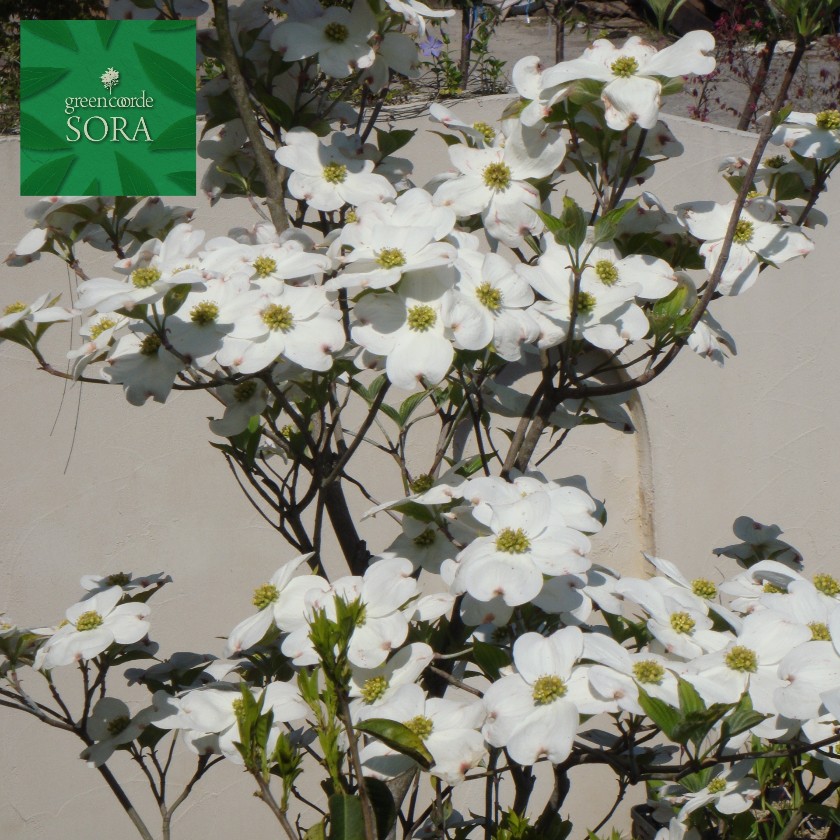 高い素材 桜と入れかわるように咲くハナミズキは明るく目をひく花です ハナミズキ 花水木 白 単木 樹高 H 00mm