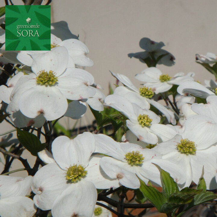 楽天市場 花水木 白 単木 樹高 H 00mm 植木 苗 Sora