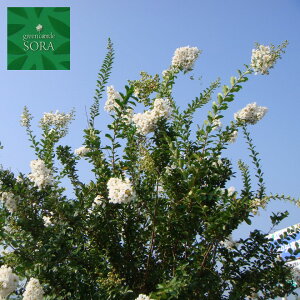 サルスベリ 盆栽 植木の人気商品 通販 価格比較 価格 Com