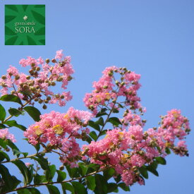 楽天市場 サルスベリ 品種の通販