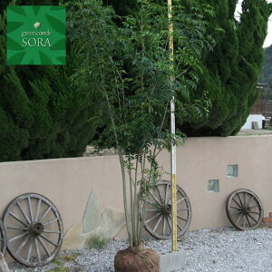 V}glR@@@H:3000mm@A c