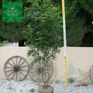 V}glR@@@H:2500mm@A c