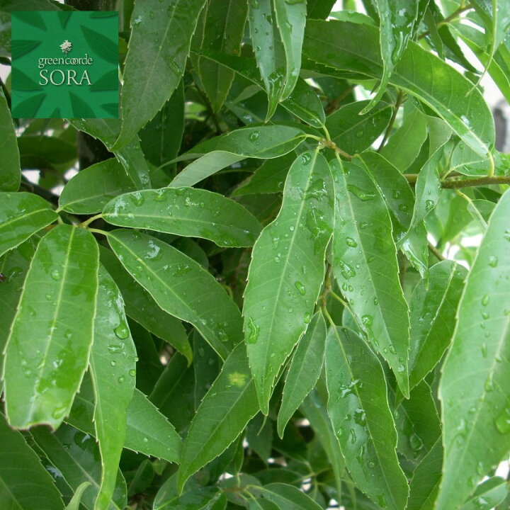 楽天市場 シラカシ 株立 樹高h 2500mm 植木 苗 Sora 楽天市場 シラカシ 株立 樹高h 2500mm 植木 苗 Sora