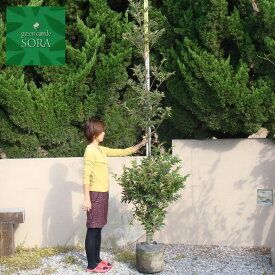 スダジイ 単木 樹高H:2000mm　植木 苗