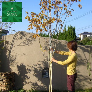 xjoig`mL P H:3000mm@A c