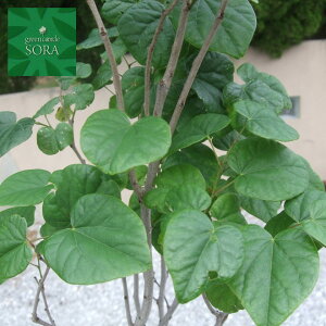 植木 盆栽 ハナズオウの人気商品 通販 価格比較 価格 Com