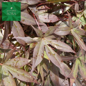 ノムラモミジ 単木 樹高H:3000mm 植木 苗