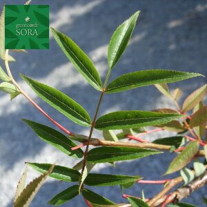 ナナカマド 単木 樹高H:3000mm 植木 苗