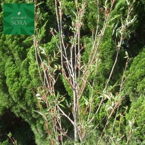 iiJ}h P H:2000mm@A c