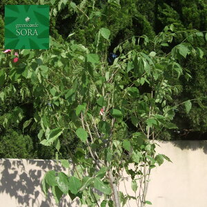 ツリバナ 樹高H:2000mm 植木 苗