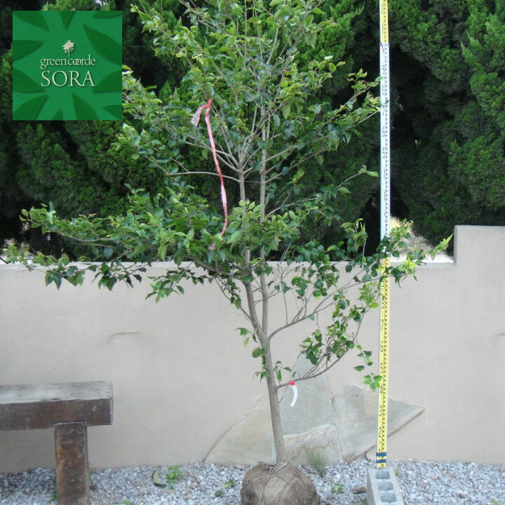 楽天市場 ソヨゴ 単木 樹高h 2500mm 植木 苗 Sora