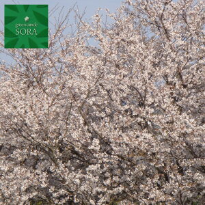 植木 盆栽 ソメイヨシノの人気商品 通販 価格比較 価格 Com