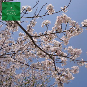 ソメイヨシノ 桜 盆栽 植木の通販 価格比較 価格 Com