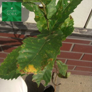 クヌギ H500〜700mm 25本 鉢底より 植木 苗