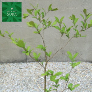 Tt^M@10.5cm|bg@200{@A c